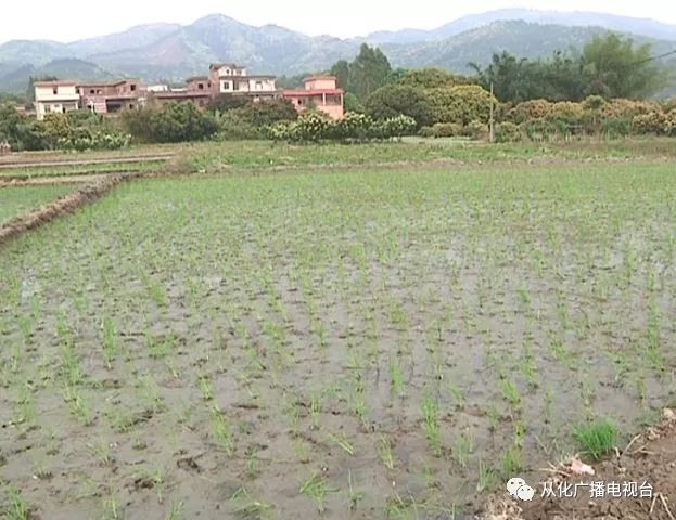 蒲秧村委會最新天氣預報通知