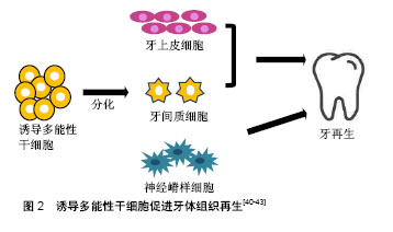 干細胞再生牙最新進展與突破，未來前景展望