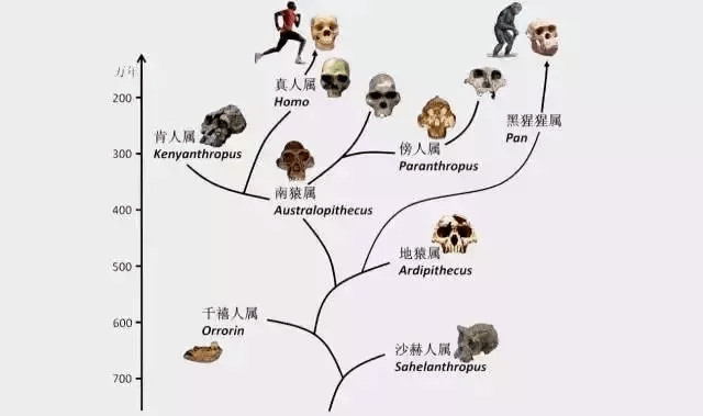 新澳門最精準正最精準龍門,動態調整策略執行_復古版20.385